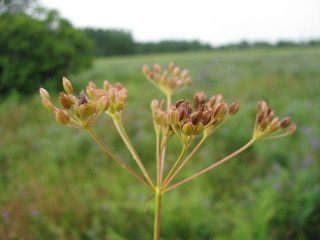 meridian fennel ، Persian cumin